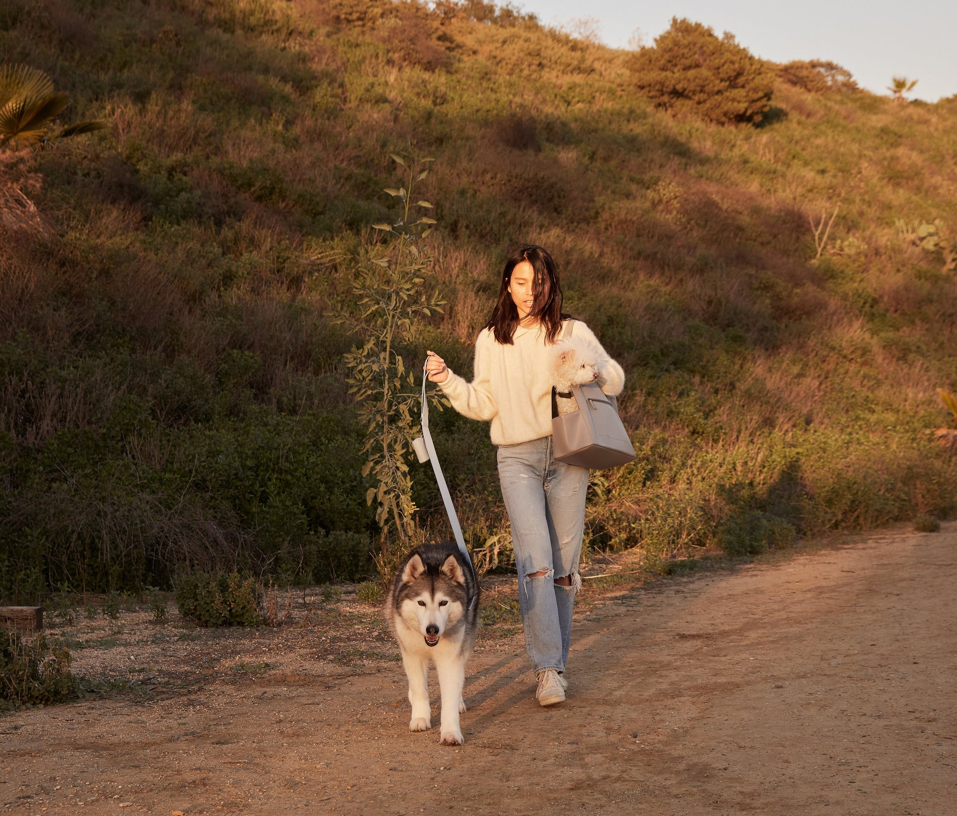 Light Blue | L/XL | 65-lb dog | Sizer