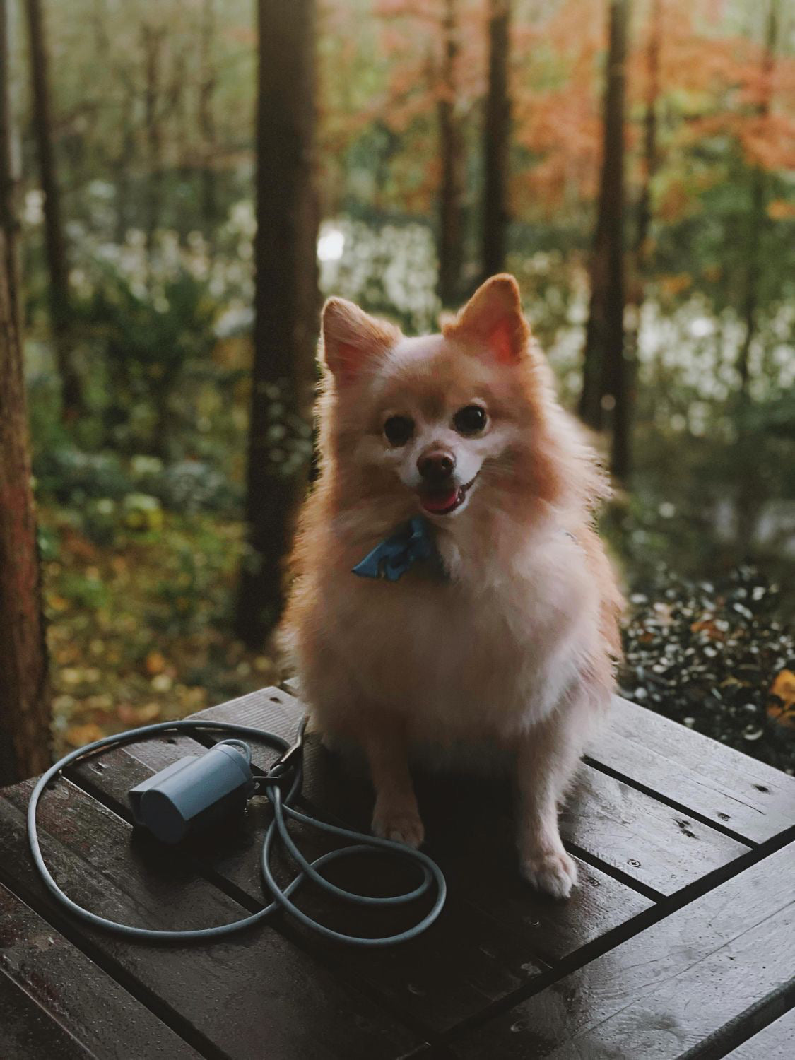 Light Blue | O/S | 9-lb dog | Sizer