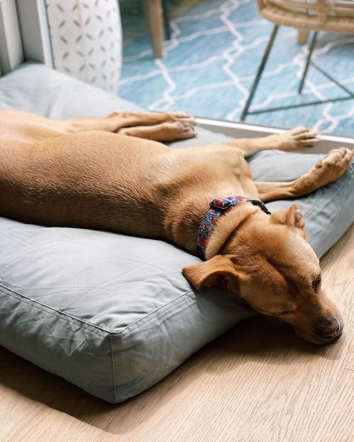 Silver Blue | M | 40-lb dog | Sizer
