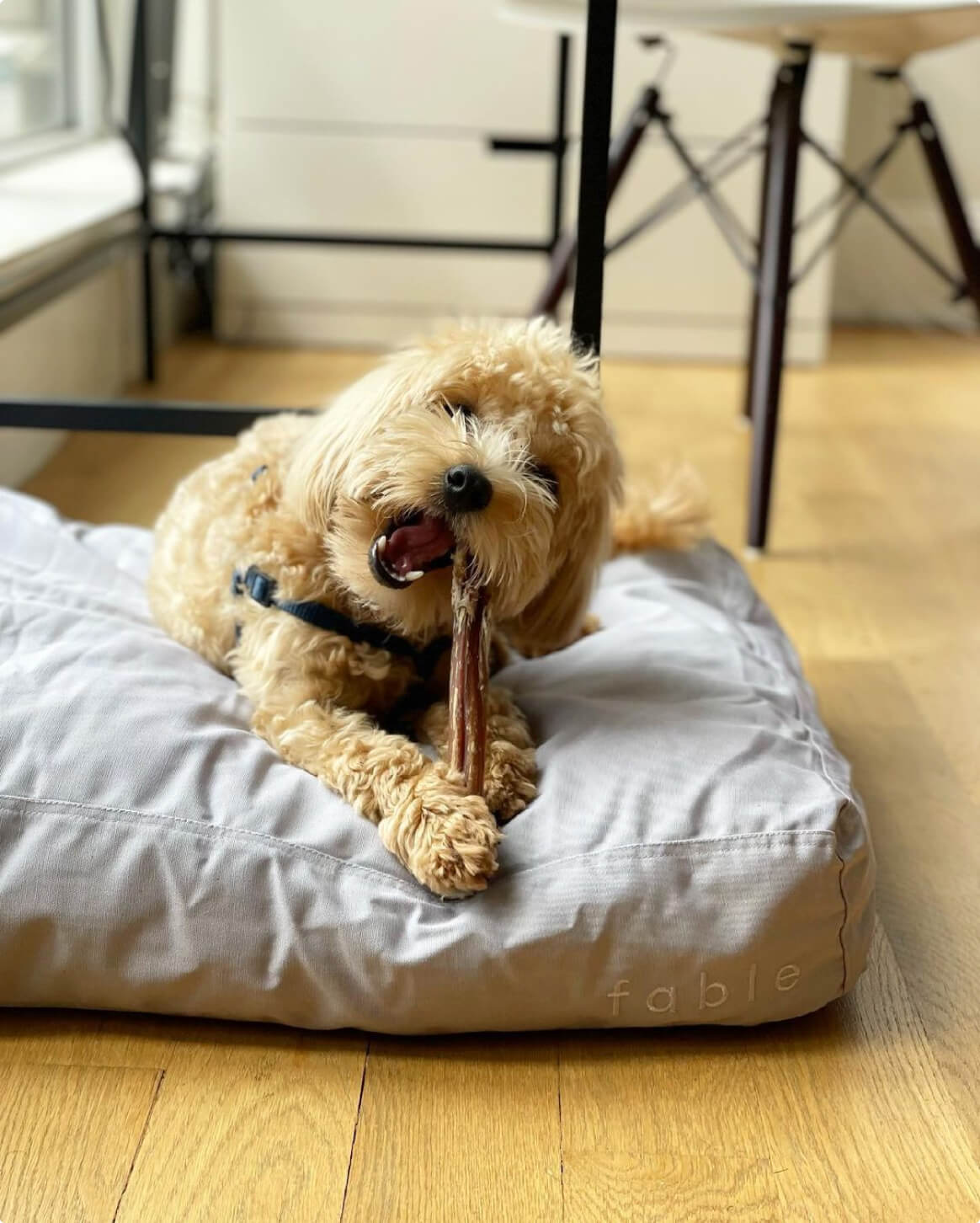 Mineral Grey | XS/S | 9-lb dog | Sizer