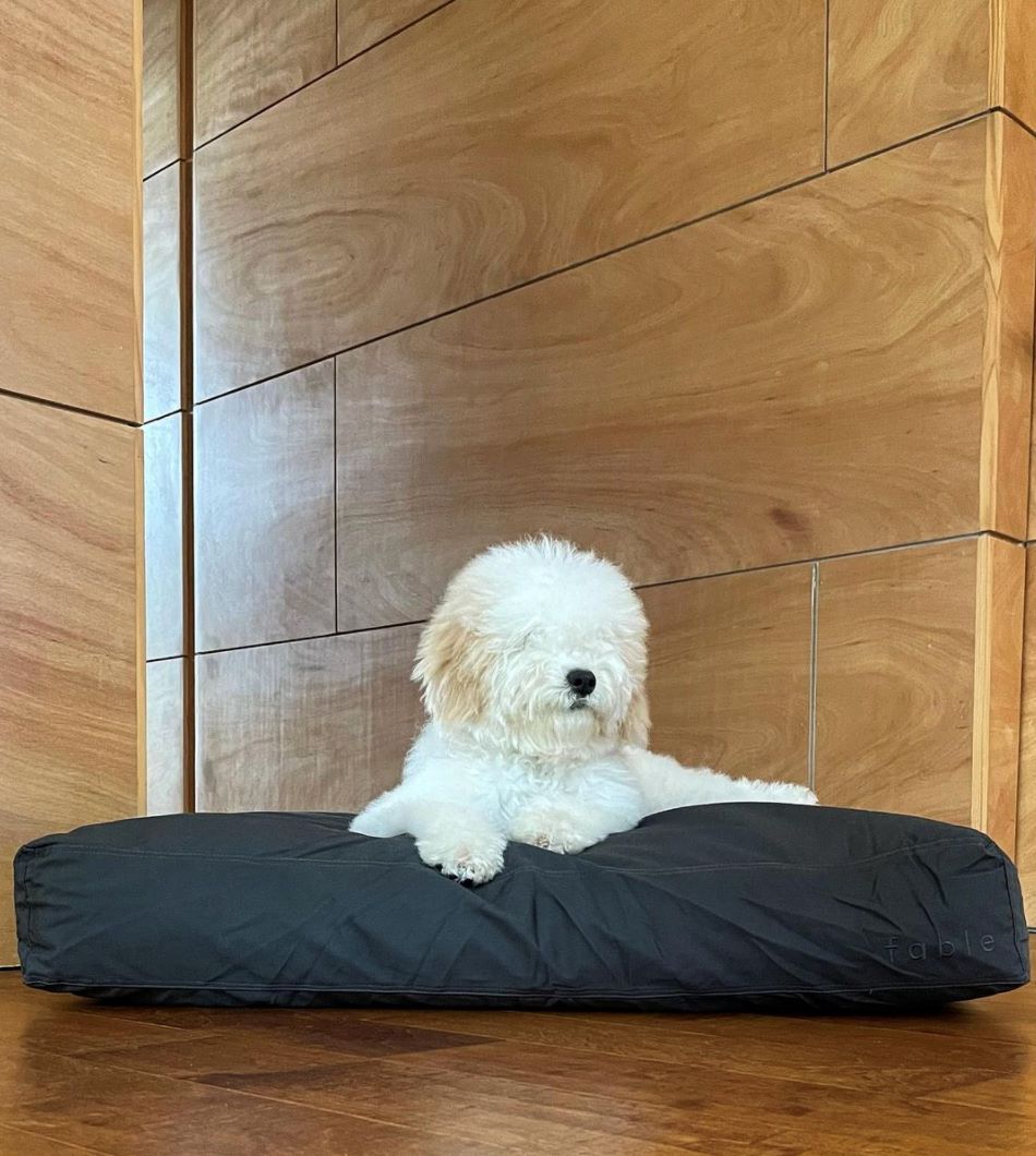 Dark Shadow | M | 25-lb dog | Sizer