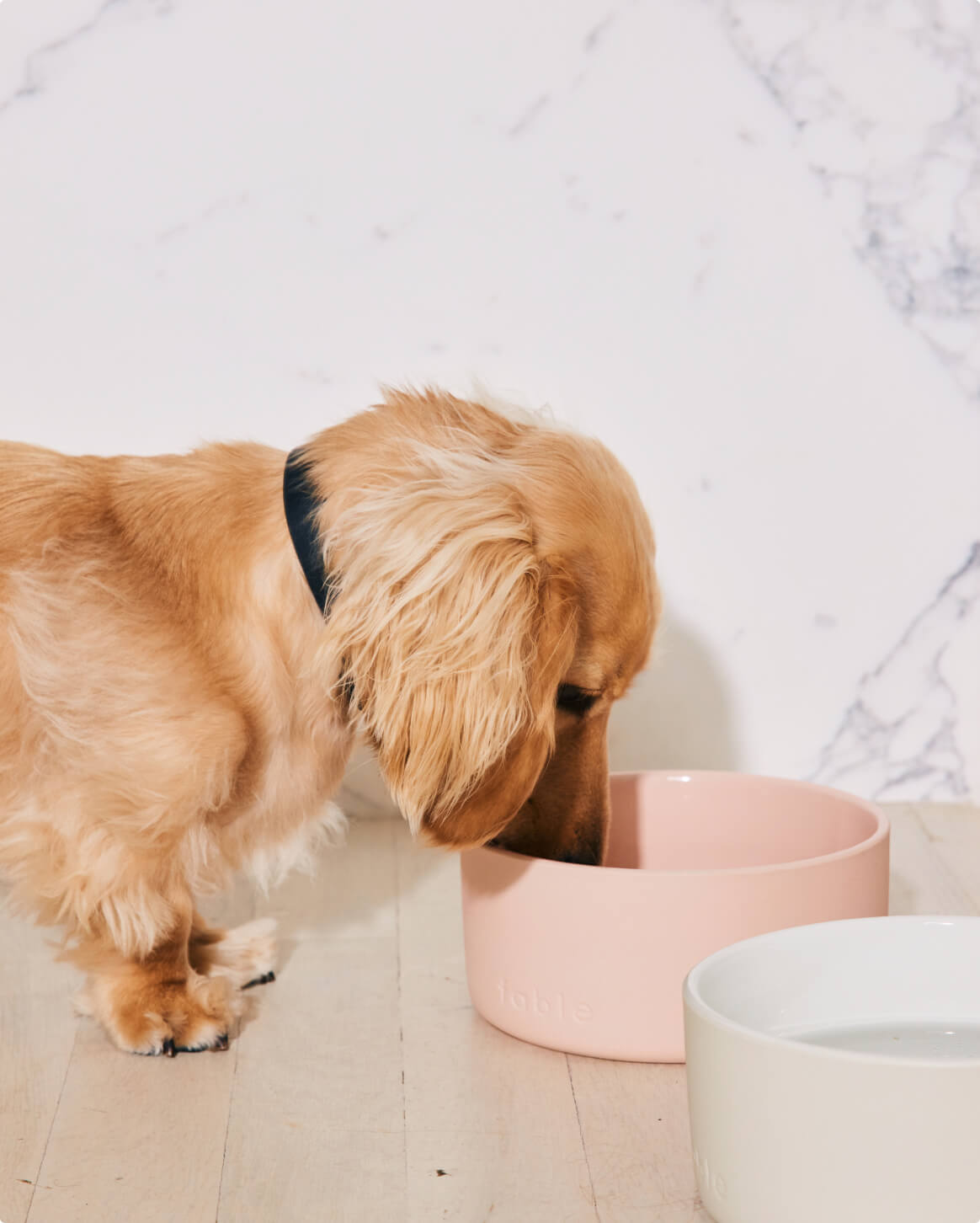 Rose Dust | S/M | 10-lb dog | Sizer