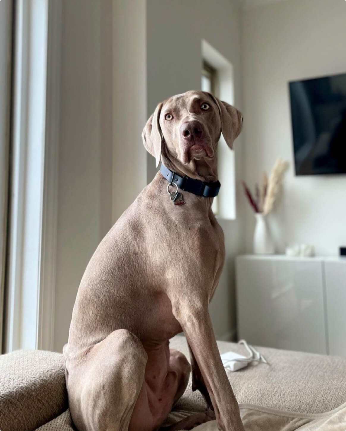 Slate | L | 45-lb dog | Sizer