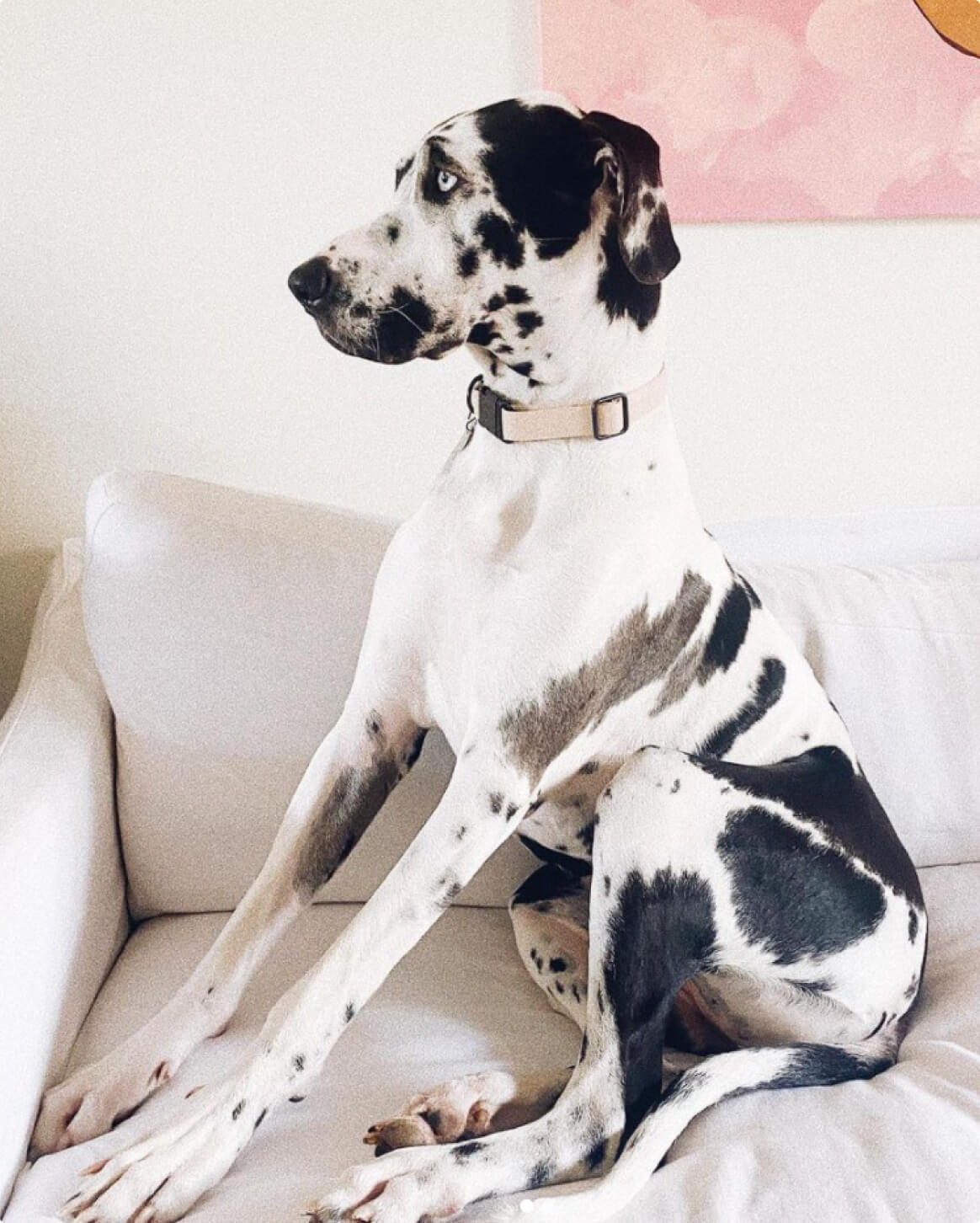 Blush | XL | 105-lb dog | Sizer