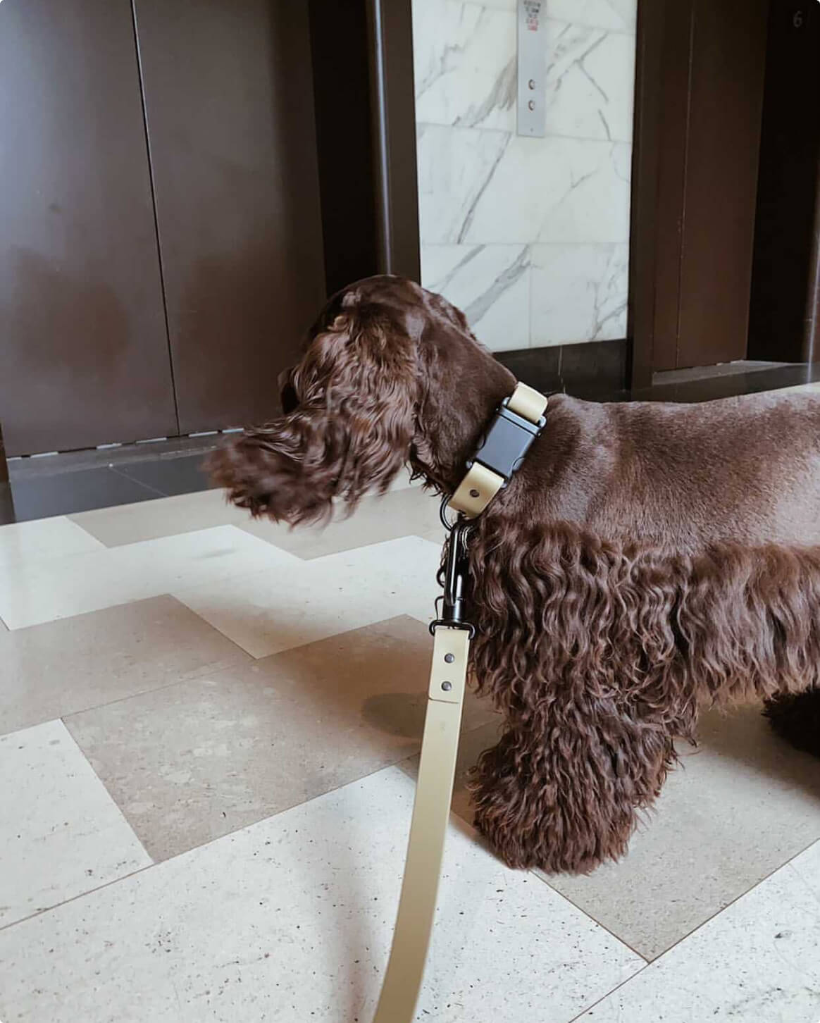 Tan | M | 13-lb dog | Sizer