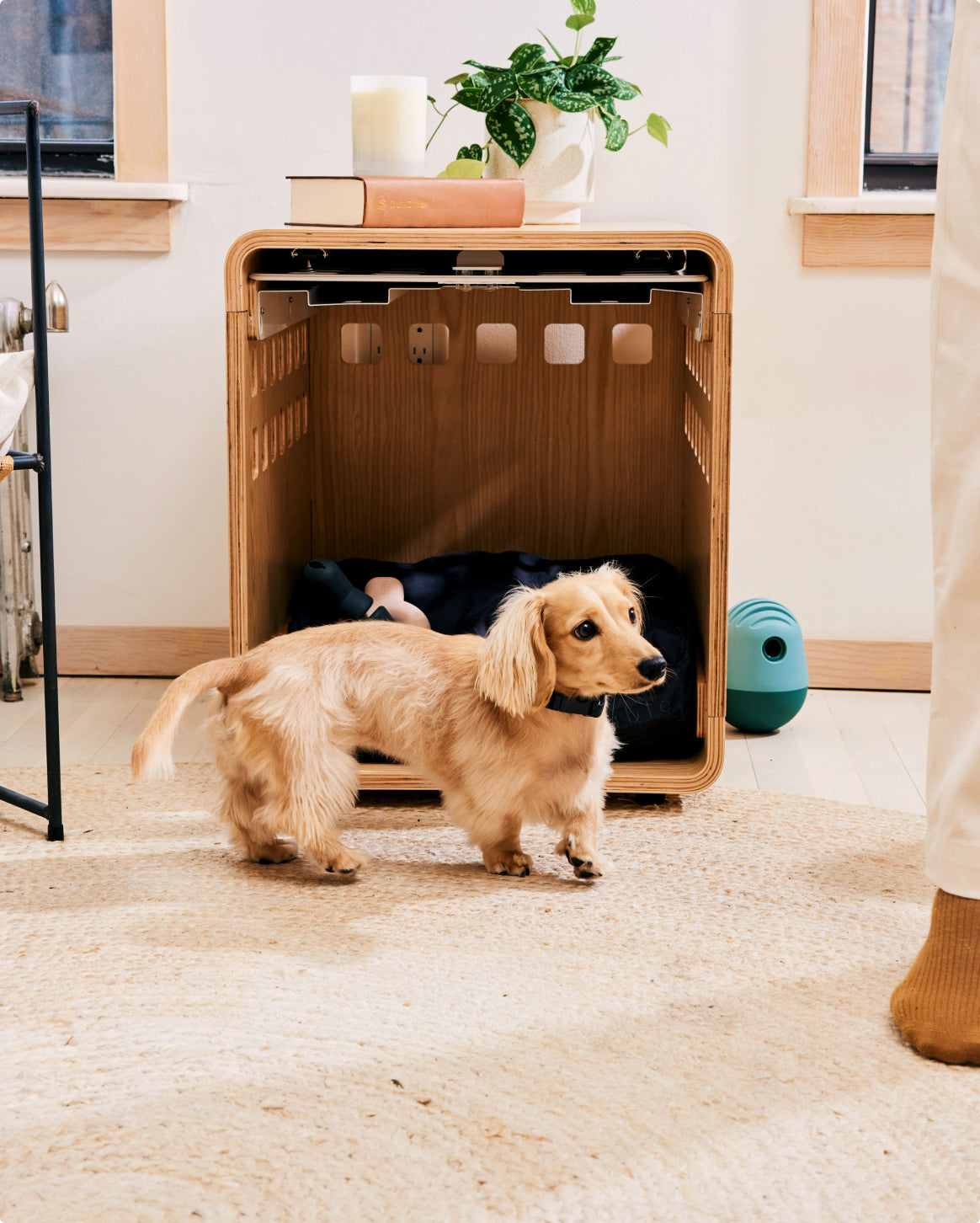 Black | S | 10-lb dog | Sizer