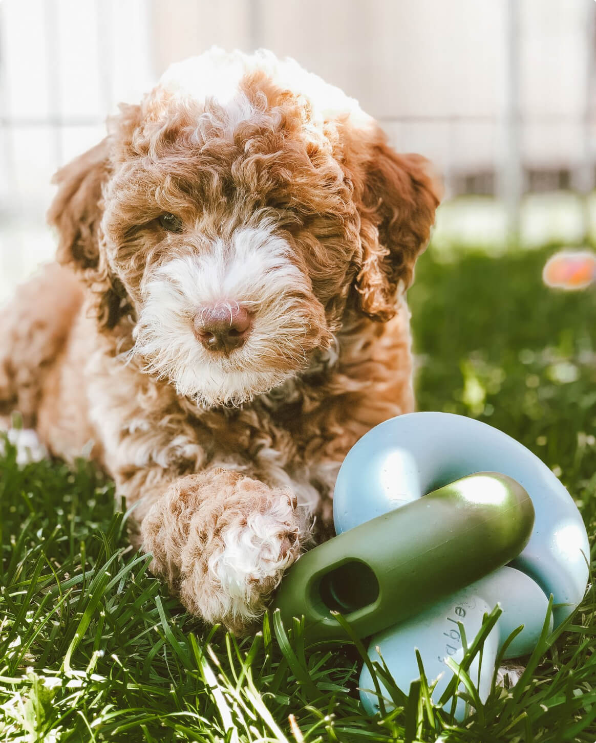 Light Blue | 9-lb dog | Sizer