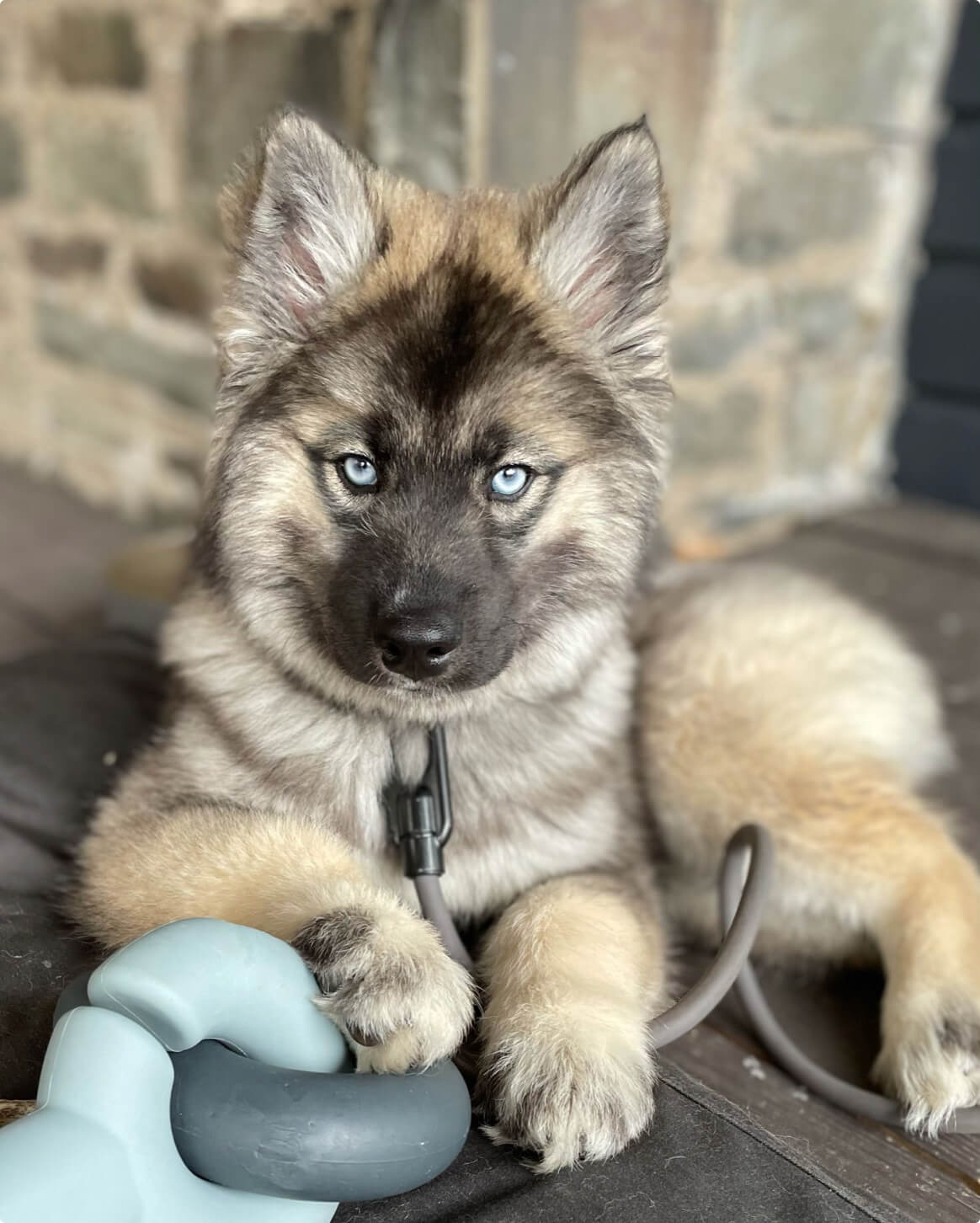 Dark Grey | 38-lb dog | Sizer