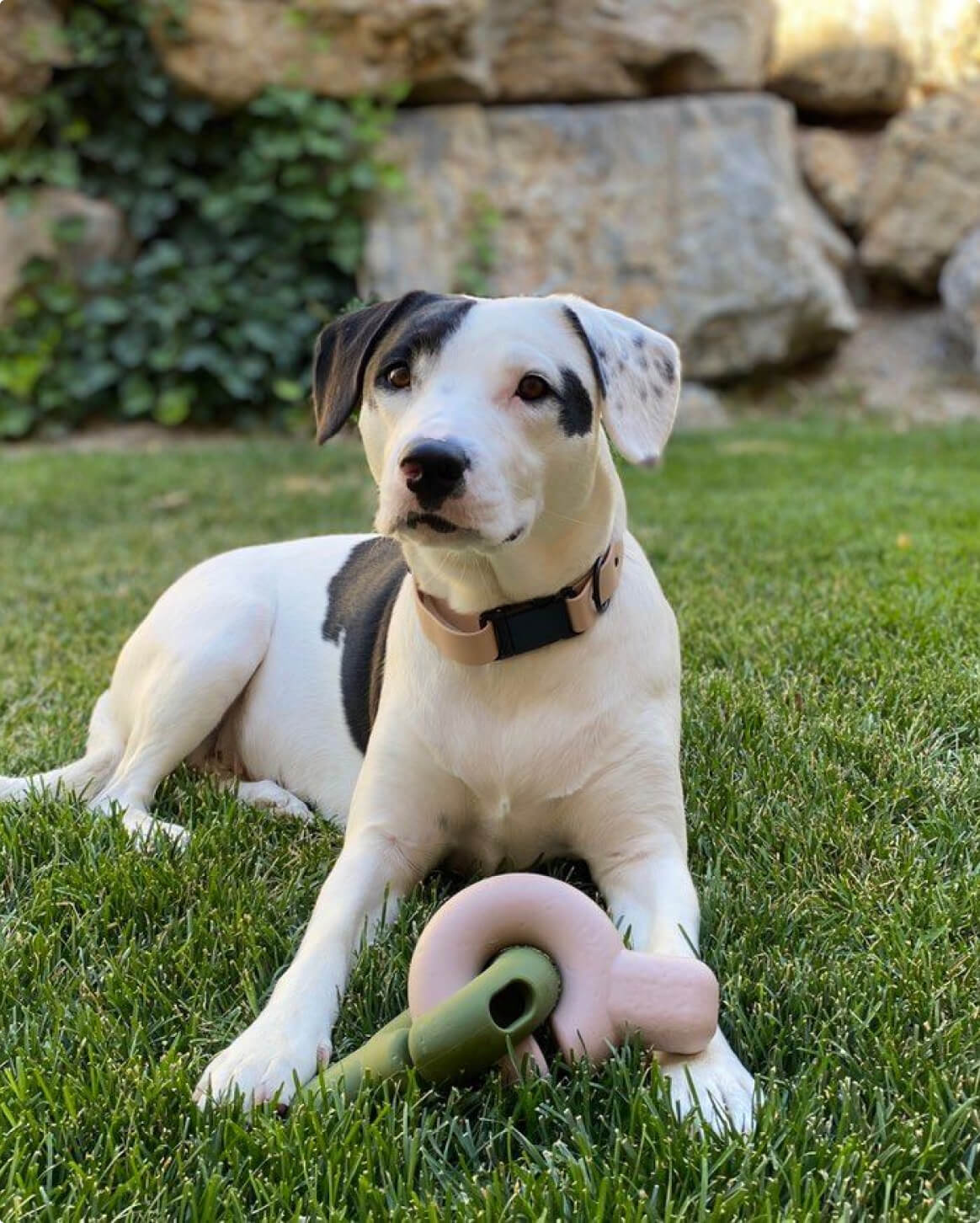 Dark Green | 50-lb dog | Sizer