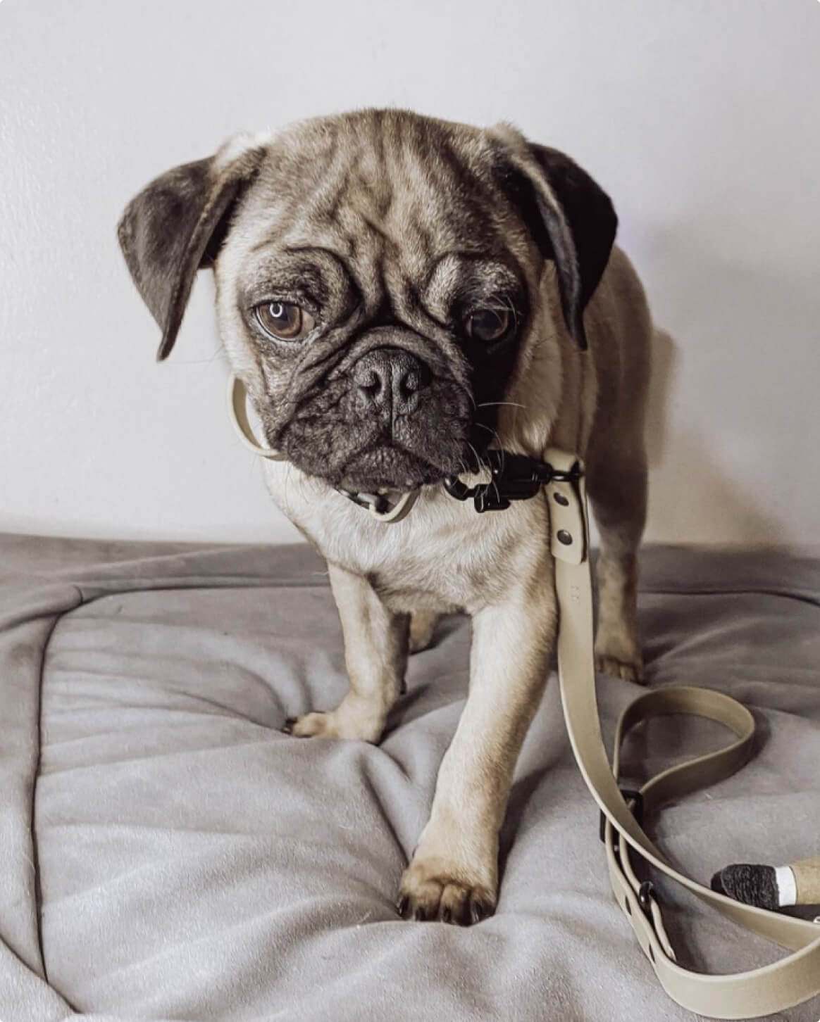 Tan | XS/S | 9-lb dog | Sizer