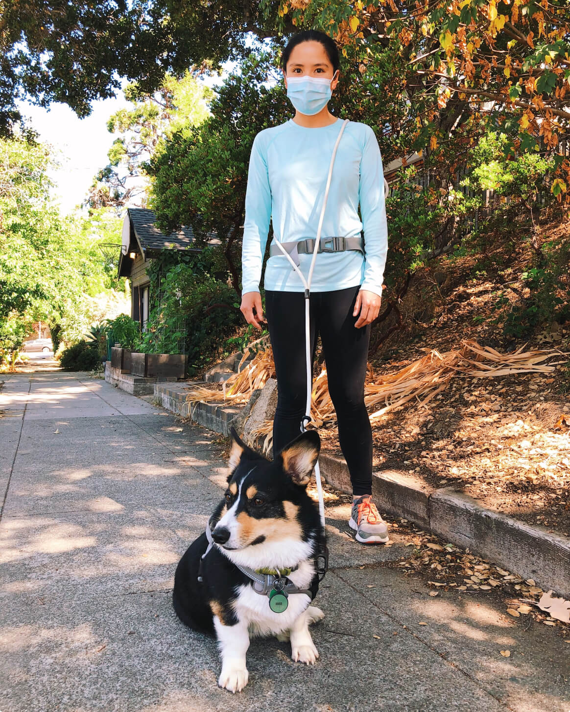 Ivory | M/L | 50-lb dog | Sizer